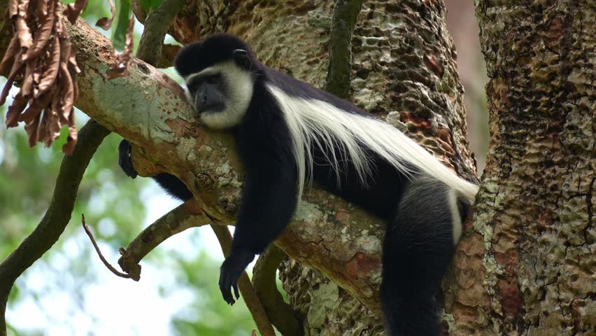 A Black-and-white colobus (Colobus guereza) lounging on the tree branch, taking a peaceful afternoon nap, close up shot.