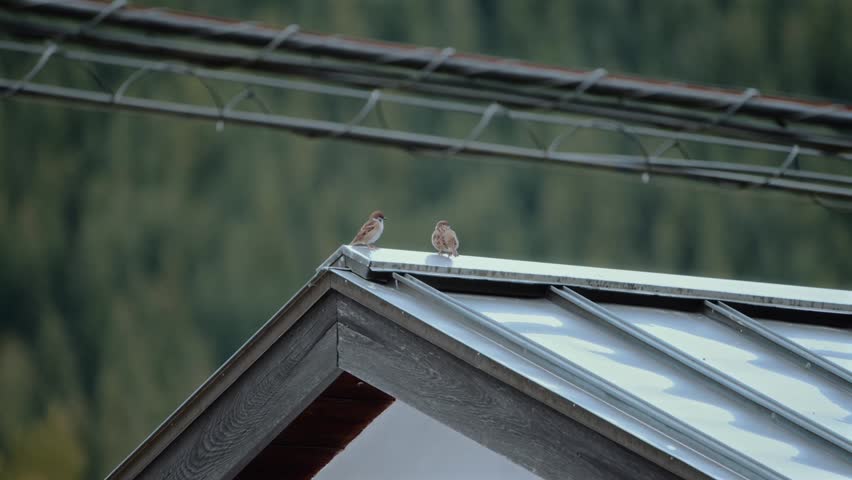 Two sparrows perched on the roof of a Japanese countryside house. Quiet and calm moment capturing everyday nature alongside human living environment in rural Japan.