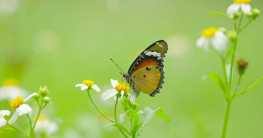 Close-up macro shot. Butterflies flying over flowers Animal in nature concept. Nature video ProRes422