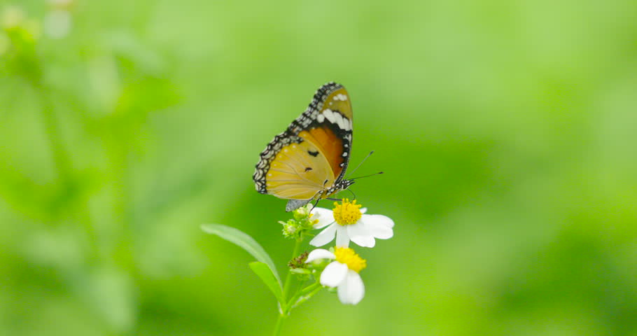 Butterflies flying over flowers Animal in nature concept. Nature video ProRes422