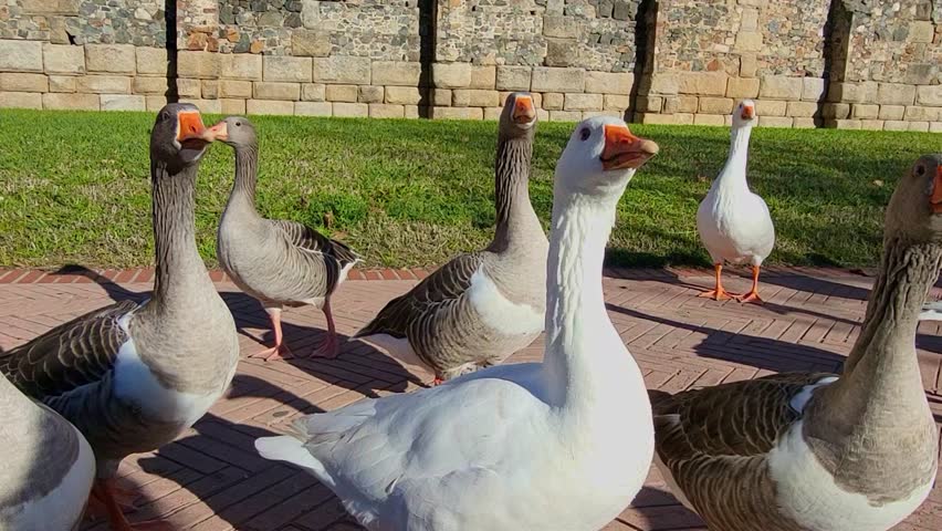 Animal life. A group of geese walking along a wall on a sunny day. Close-up shot of birds walking. Spain.