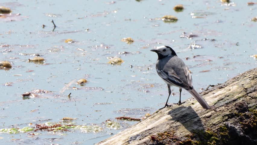 White Wagtail bird standing on a fallen log at the edge of a lake.