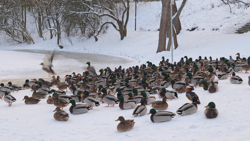 Large flock of Mallard ducks (Anas platyrhynchos) at the pond shore in winter flying away, birds in the family Anatidae.