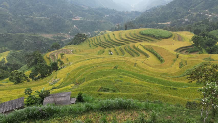 The majestic terraced fields in Ha Giang province, Vietnam. Rice fields ready to be harvested in Northwest Vietnam.