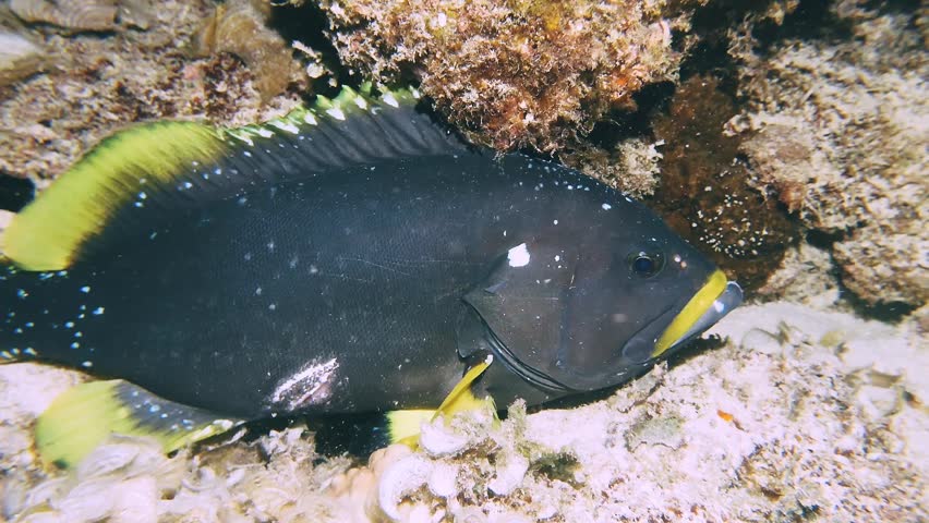 A Yellowbar Angelfish (Pomacanthus maculosus) glides past a dark reef during a night dive in Mauritius. Concept of nocturnal marine life and Indian Ocean biodiversity.