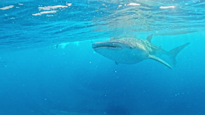 Close underwater view of whale shark gliding past lens in Oslob Cebu Philippines