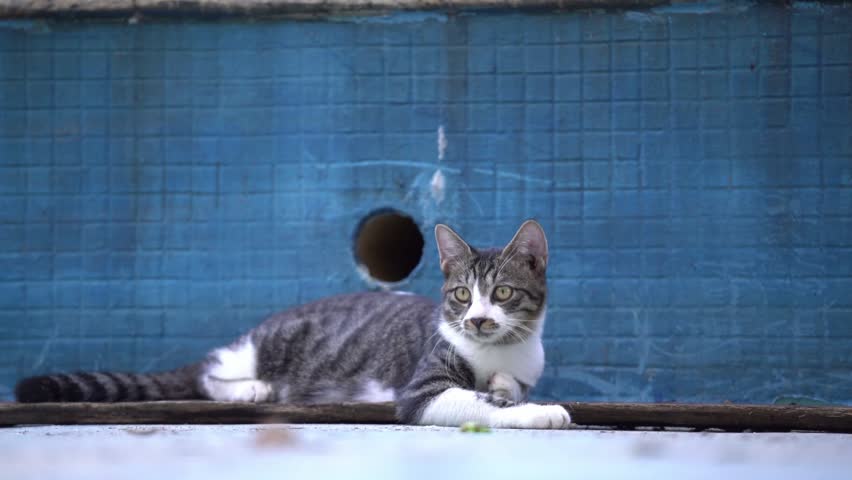 A Stray Cat Lying Down in an Empty Swimming Pool