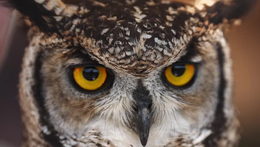 Extreme close up of owl face with striking yellow eyes and detailed feathers. Intense gaze of nocturnal bird captured in natural light, powerful wildlife portrait.