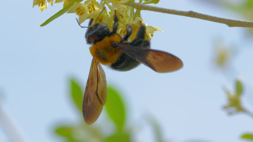 Close-Up Shot of Carpenter Bee (Xylocopa appendiculata) Feeding on Flower Nectar and Pollen
