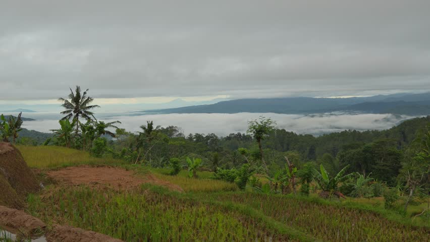 Atmospheric view of layered rice terraces nestled in a misty valley with heavy cloud cover over tropical mountain peaks at dawn.