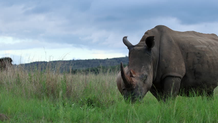 Low angle wildlife scene showing rhino feeding calmly with zebra passing behind