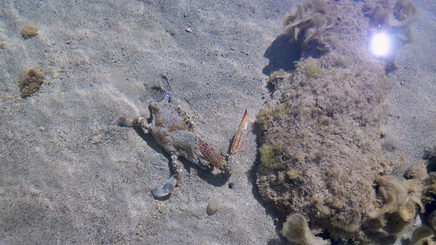 Blue swimming crab wandering on the sandy seabed in clear, shallow water. Ripples and sun glare are visible on the surface of the sea