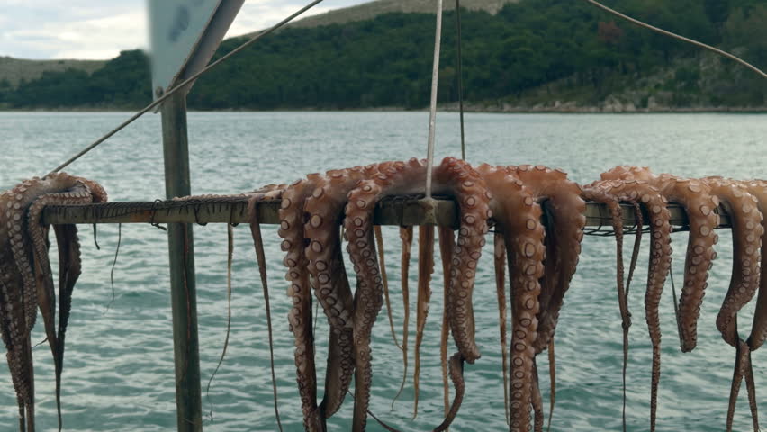 Fresh octopuses left to dry in the open air with a deep blue sea and coastal view. Mediterranean fishing culture and gastronomy-themed travel footage.