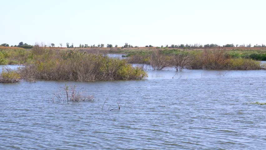 Hungary wetland ecosystem with reeds and aquatic plants creating a unique habitat on midday
