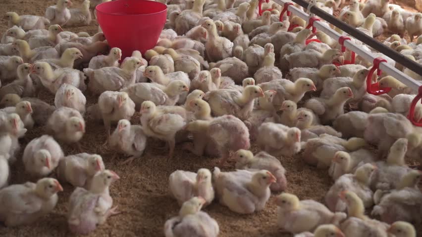 Baby Chicks Feeding Around Poultry Farm Feeder
