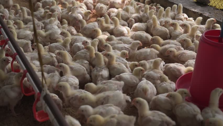 Poultry Farm with Feeding System