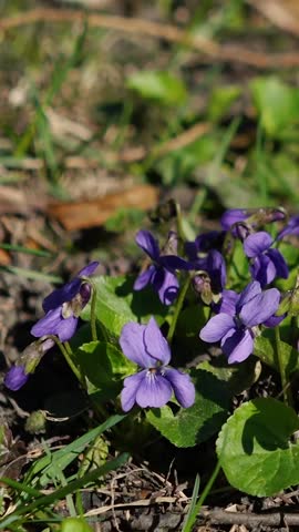 The spring sun
