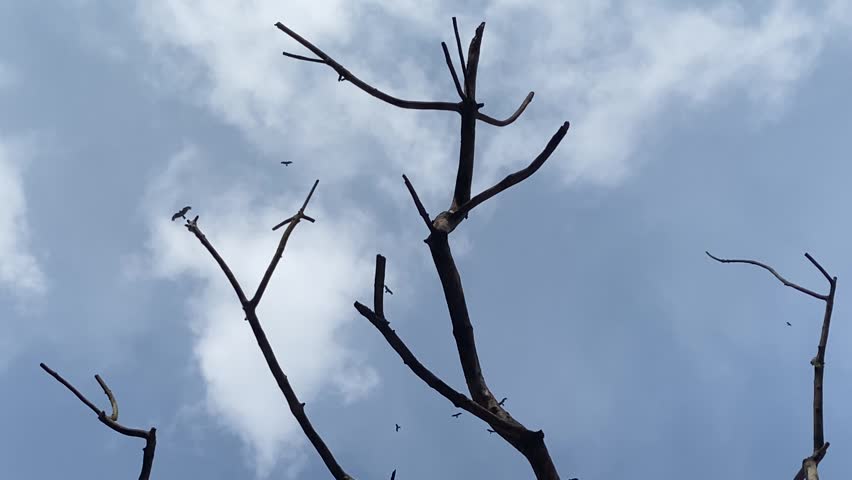 Bare tree branches under white cloudy sky with bird soaring in air - silhouette low angle shot