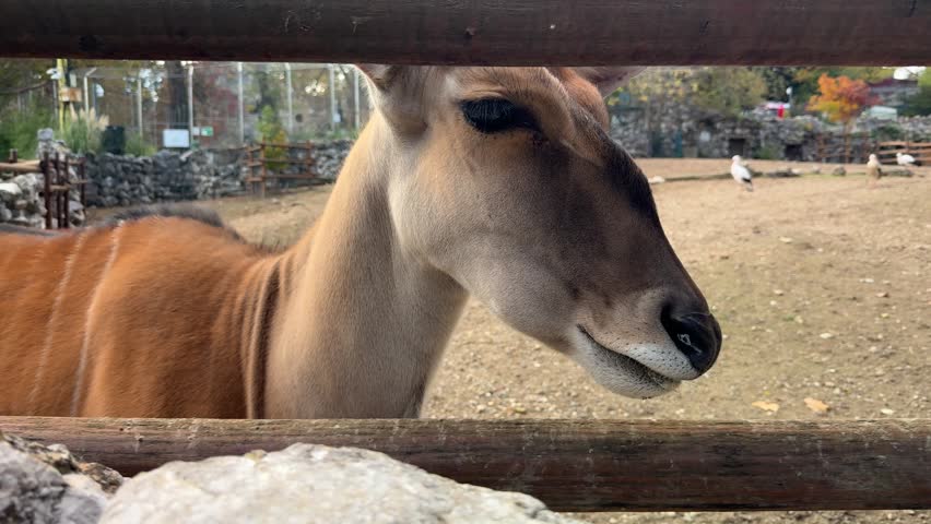 Antelope chewing near wooden fence inside zoo enclosure. Close up view of wild hoofed mammal in park habitat