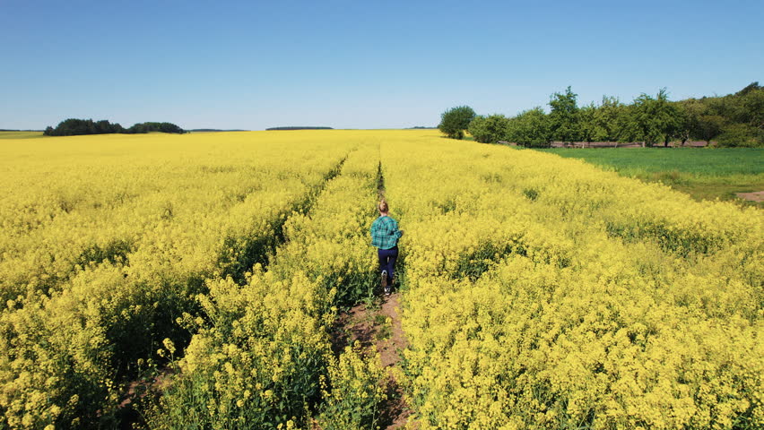 Woman walking through a yellow rapeseed field