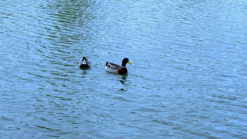 Pair of Mallard ducks bobbing around on lake water.