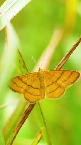 Close up of a small yellow moth on a plant stem in nature, vertical shot