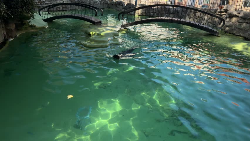 Sea lion swimming alone in clear zoo pool. Marine mammal gliding underwater in turquoise enclosure habitat