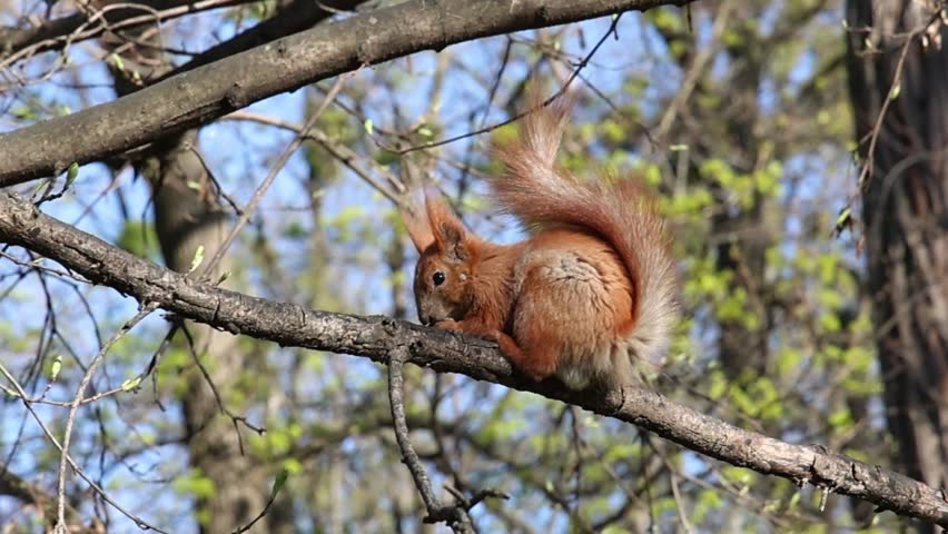 Squirrel eating on tree branch wagging tail in natural forest