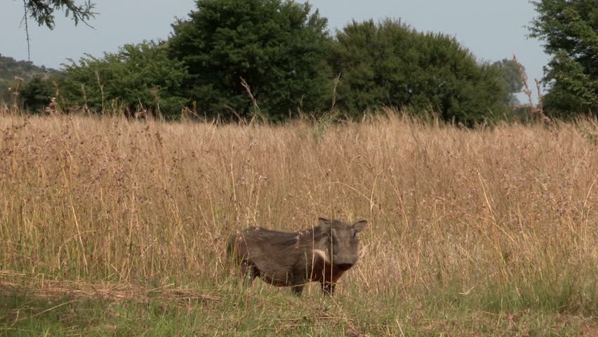 Warthog comes out through long grass and then disappears again