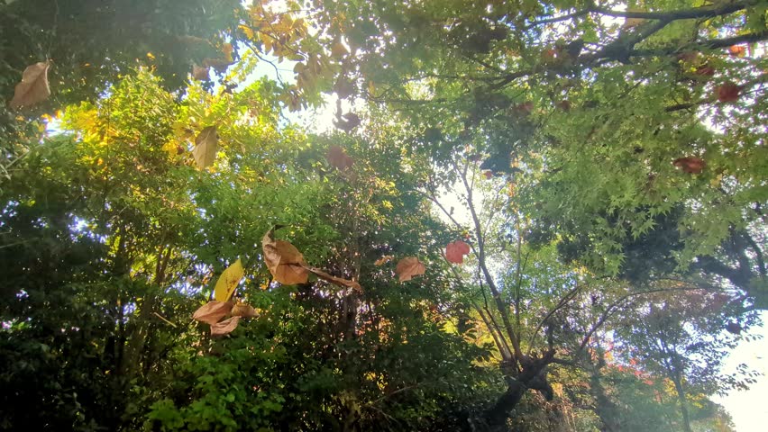 Mysterious autumn leaves floating in the air caught in a spider web