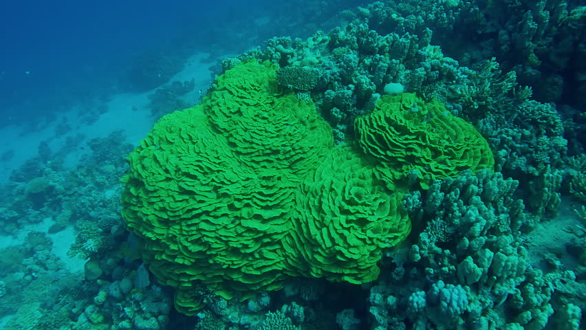 Camera moving forwards approaching the bright Yellow Scroll Coral, Turbinaria reniformis on depth coral reef, Close-up, Slow motion of massive colorful Lettuce coral in coral garden