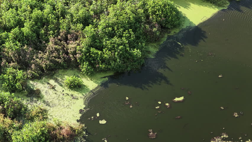 Aerial wetland shoreline with dark water and floating algae lime green below dense trees at Emeralda Marsh Florida