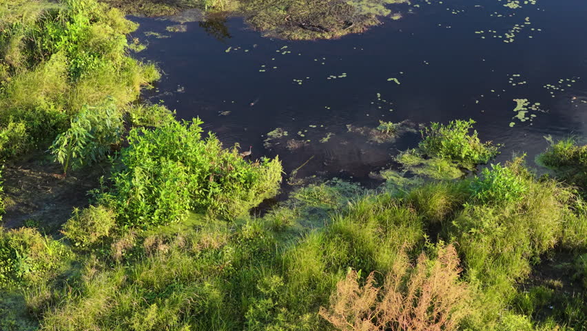 Aerial of marsh pond floating vegetative island with alligators sunbathing surrounded by dense wetland water, Emeralda Marsh Florida