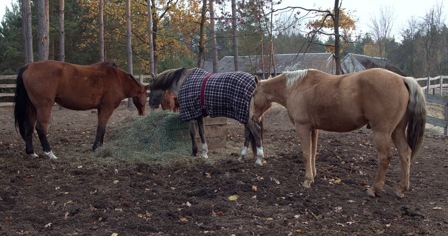 Three horses, one covered with a blanket, are eating hay from a slow-feeder net in a paddock at the stable. Trees are visible in the background.