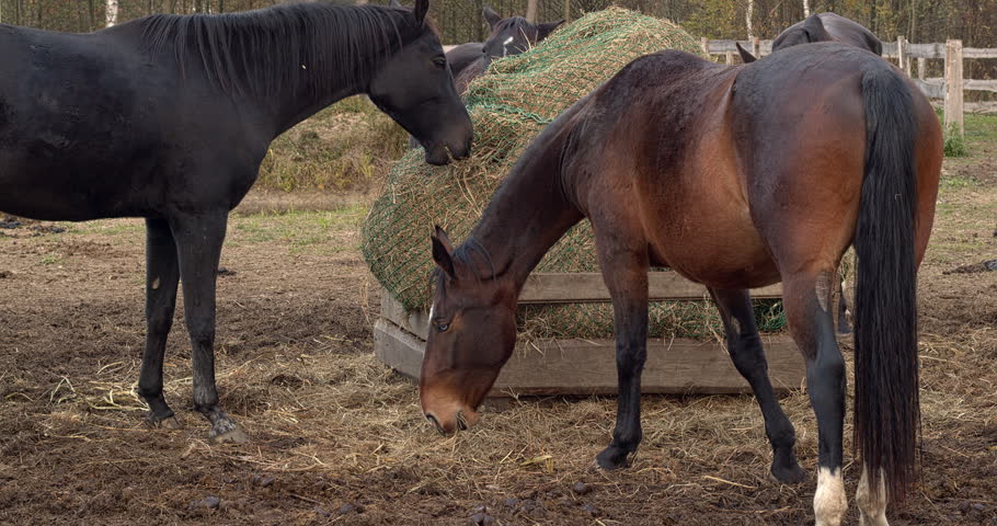 Horses are eating hay from a slow-feeder net inside a wooden feeder in a paddock at a free-range stable.