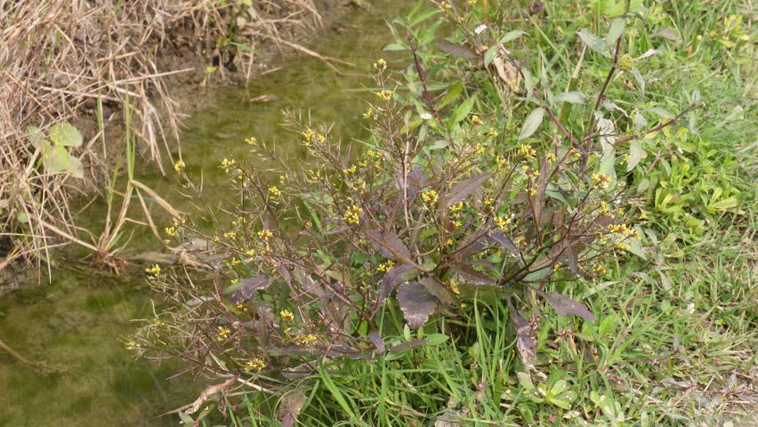 Yellow Flowers Shallow Water India