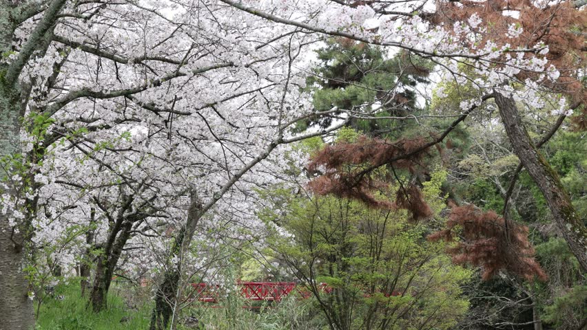 Spring landscape with blooming cherry blossoms, green foliage, and a red bridge surrounded by trees