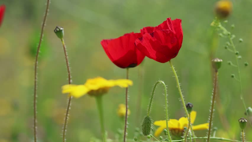 Red Poppies and  Daisies Wildflowers Swaying in a Spring Meadow