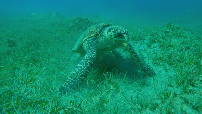 Close-up of very old male Hawksbill Sea Turtle, Eretmochelys imbricata with twisted shell stands on its flippers and chews Noodle seagrass on sandy-muddy bottom, Slow motion, Red Sea, Egypt