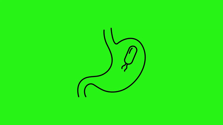 Stomach line icon with floating bacteria inside animation loop on green screen background for medical concept
