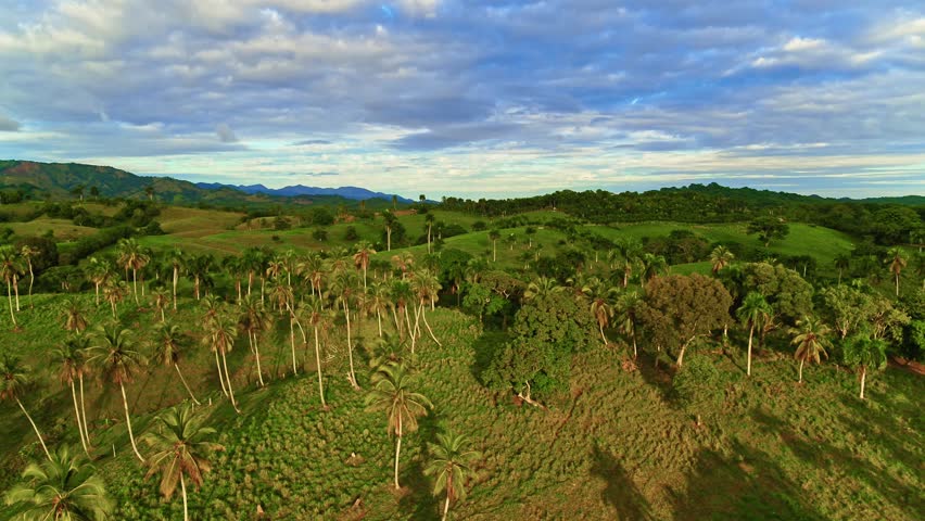 A lush green slope with tall palm trees against a backdrop of mountains and a cloudy sky. Tranquil tropical natural landscape. Sunset over palm trees and mountain peaks in the Dominican Valley.