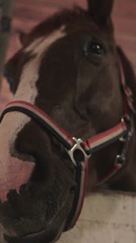 Close up of a brown horse with a white blaze wearing a halter inside a stable stall