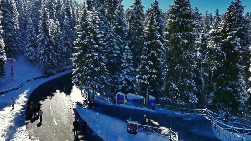 A serene winter landscape featuring a snowy forest road winding through dense pine tree woods