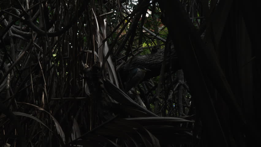 Small tropical bird perched among dense jungle branches and dark foliage