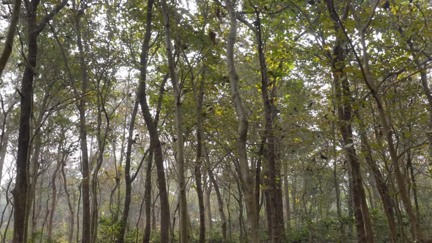 Sunlit Forest Canopy with Tall Trees and Dense Foliage