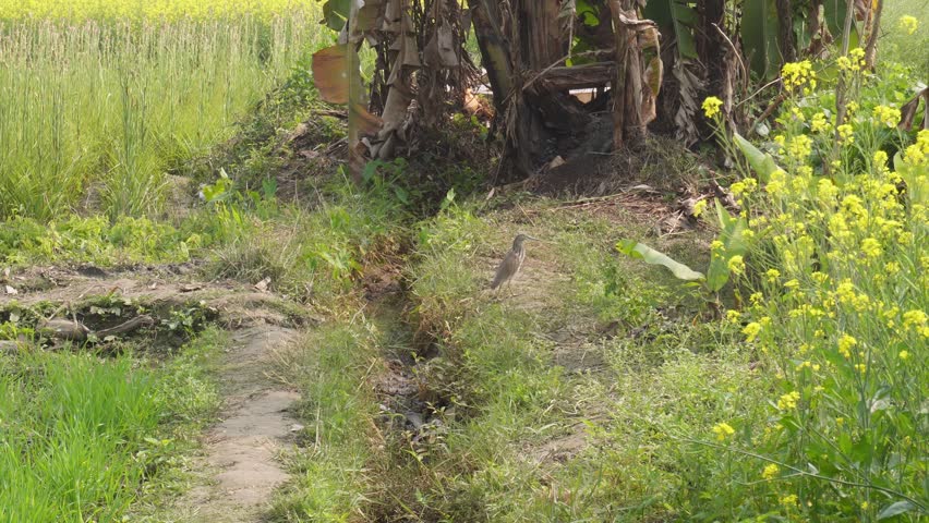 Indian Pond Heron on Agricultural Field Trail