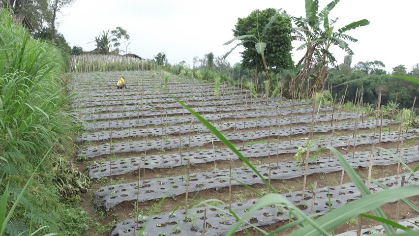 Terraced Tropical Farm With Seedlings on Plastic Mulch Rows And Farmer Working on Hillside.