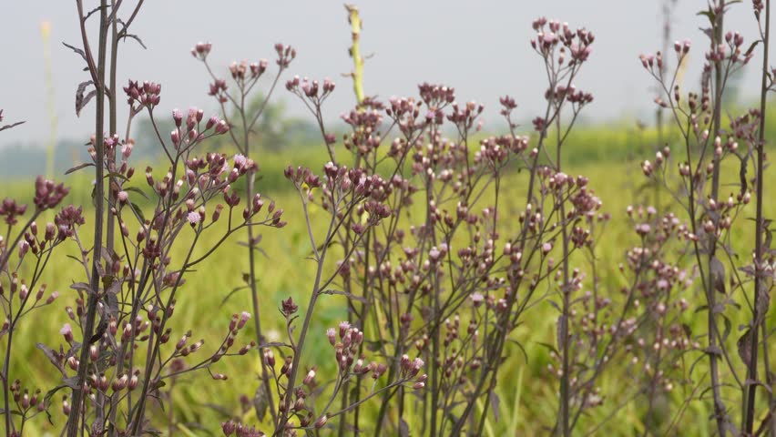 Purple Wildflowers in Meadow Outdoor