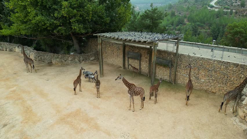 Peaceful Wildlife Scene with Giraffes in Jerusalem Biblical Zoo