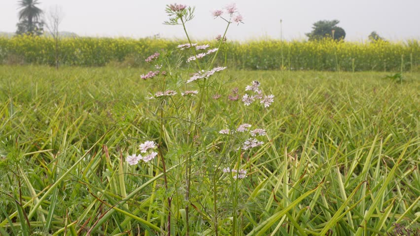 Wildflowers Foreground with Mustard Field, Trees, Hazy Sky in Rural Spring Landscape